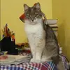 Отзыв от Кира Грибова